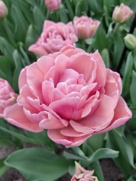 Tulip “Beachberry” 10 Bulbs