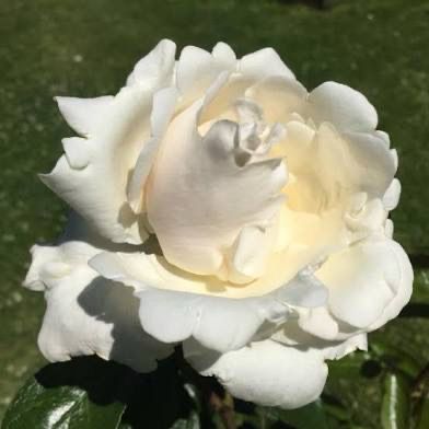 Rose “Home And Family” Grade 1, On Multiflora