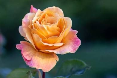Rose “Strike It Rich” Grade 1, On Multiflora