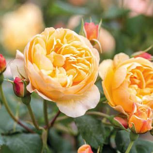 David Austin Rose “Roald Dahl” Grade 1, On Multiflora