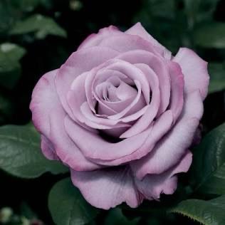 Rose “Neptune” Grade 1, On Multiflora