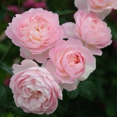 David Austin Rose “Gentle Hermione” Grade 1, On Multiflora David Austin Rose “Gentle Hermione” Grade 1, On Multiflora