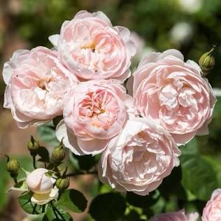 David Austin Rose “Gentle Hermione” Grade 1, On Multiflora