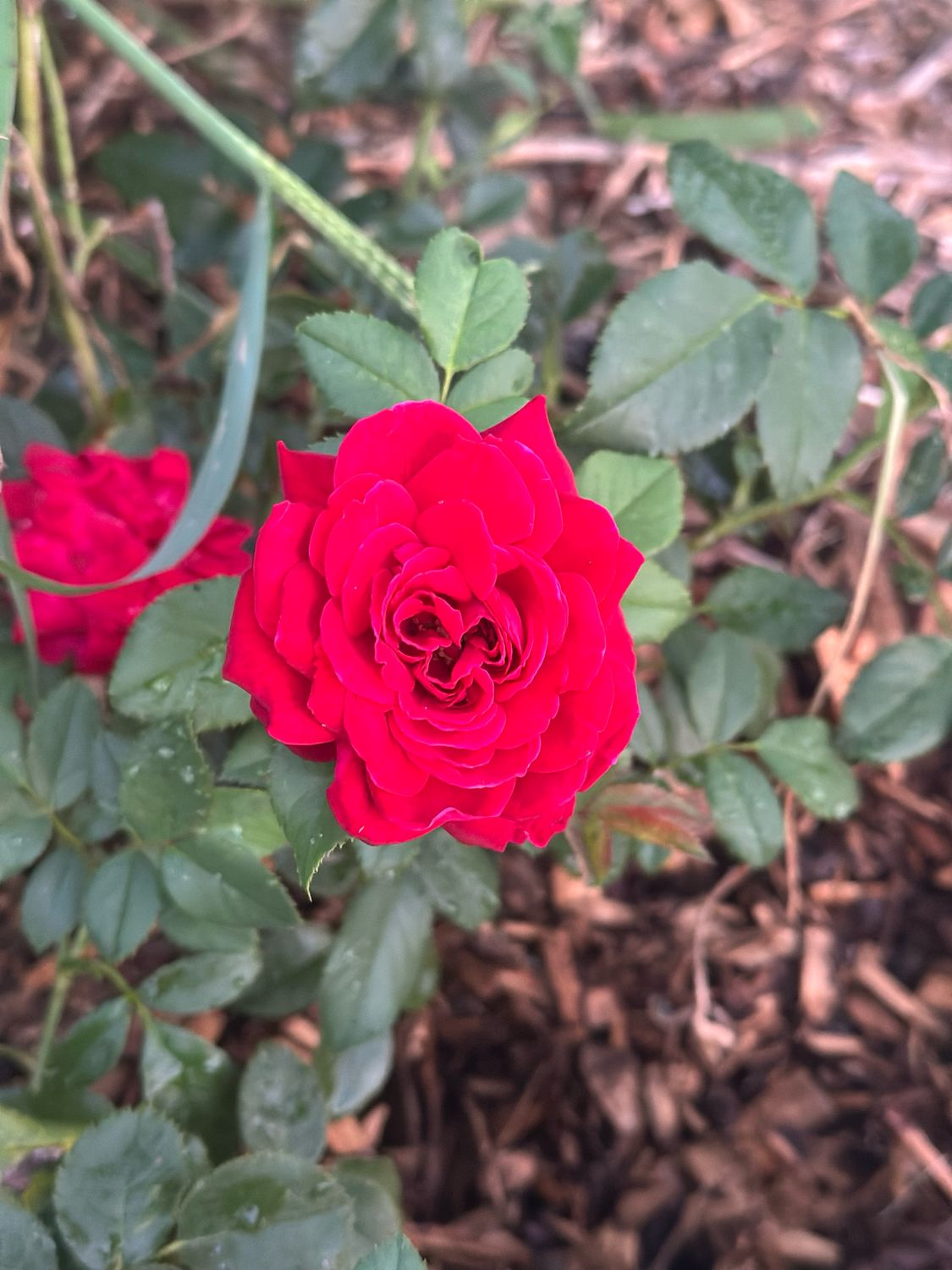 Bedard Rose “Lady In Red Climber” Grade 1, Bare Root, On Multiflora Rootstock