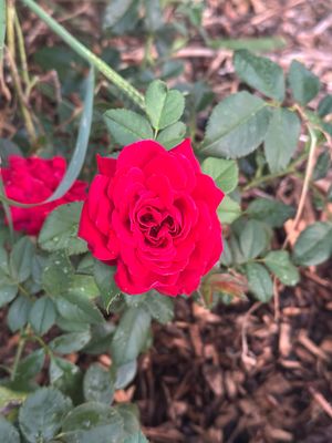 Bedard Rose “Lady In Red Climber” Grade 1, Bare Root, On Multiflora Rootstock