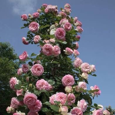Rose “Eden Climber” Grade 1, On Multiflora