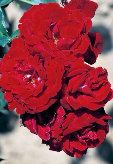 Rose “Red Fountain Climber” Grade 1, On Multiflora