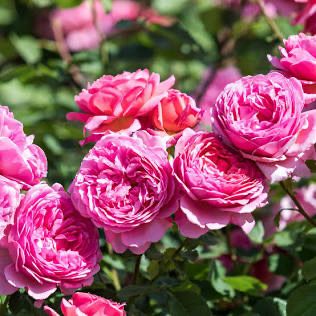 David Austin Rose “Princess Alexandra Of Kent” Grade 1, On Multiflora David Austin Rose “Princess Alexandra Of Kent” Grade 1, On Multiflora
