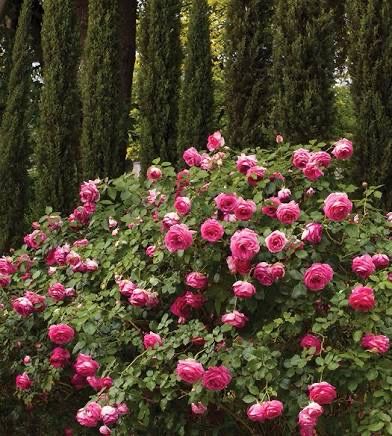 Rose “Pretty In Pink Eden Climber” Grade 1, On Multiflora