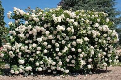 Rose “White Eden Climber” Grade 1, On Multiflora