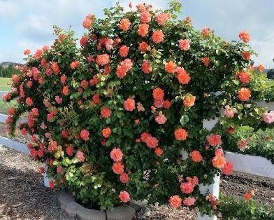 Rose “Above All Climber” Grade 1, On Multiflora