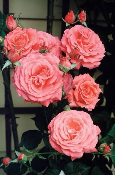Rose “America Climber” Grade 1, On Multiflora