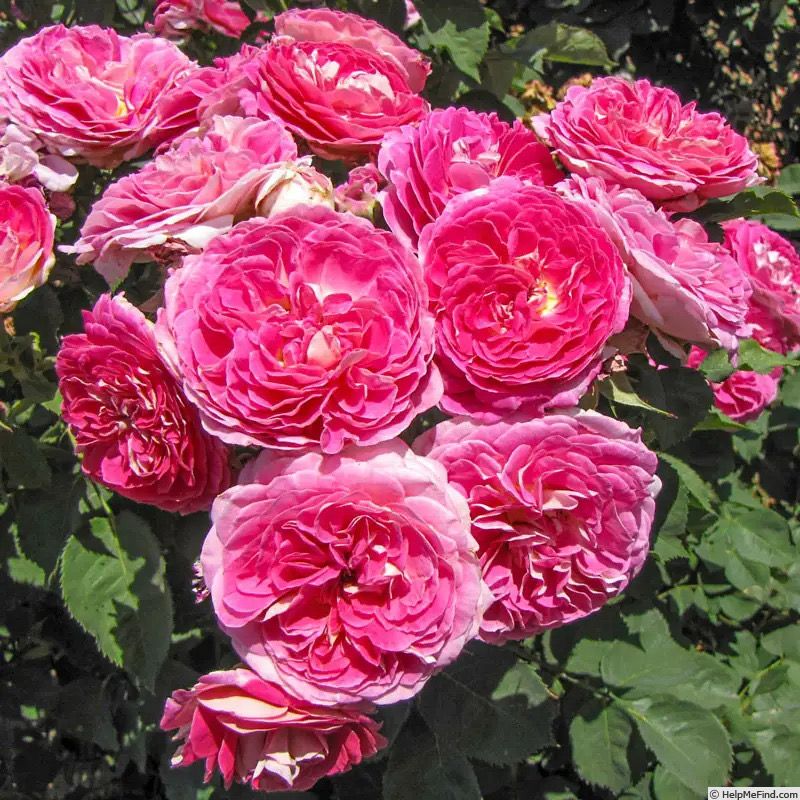 Rose “Fashion Forward” Grade 1,