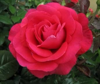 Bedard Rose “In Love Again” Grade 1