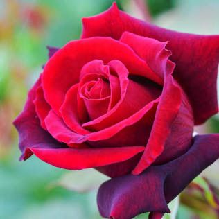 Rose “Lasting Love” Grade 1