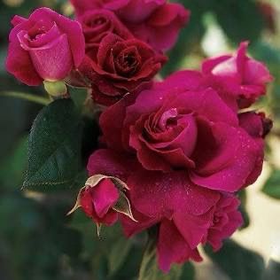 Rose “Intrigue” Grade 1