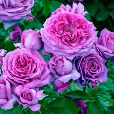 Bedard Rose “Sweet Madame Blue” Grade 1