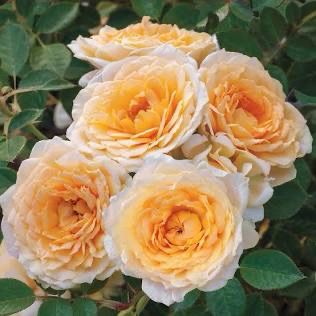 Rose “Edith’s Darling” Grade 1. Own Root.
