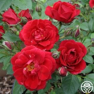 Carruth Rose “Warm And Fuzzy” Miniature Rose, Grade 1