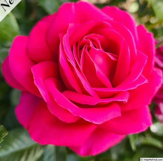 Rose “Nothing But Class” Grade 1