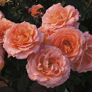Bedard Rose “Jump For Joy” Grade 1