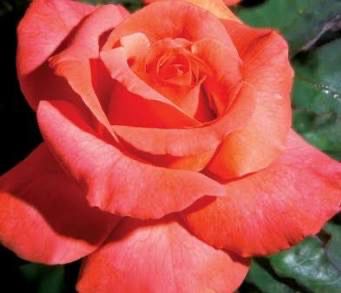 Rose “Sedona” Grade 1