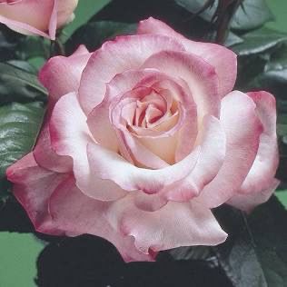 Rose “Secret” Grade 1 Rose “Secret” Grade 1