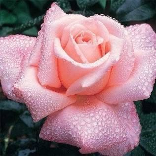 Rose “New Zealand” Grade 1
