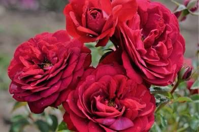 Rose “Bordeaux” Grade 1, On Multiflora
