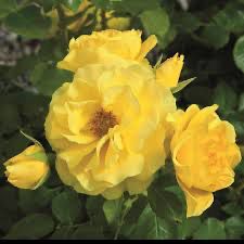 Bedard Rose “Sparkle And Shine” Grade 1