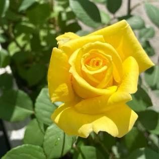 Rose “Lion’s International” Grade 1, On Multiflora