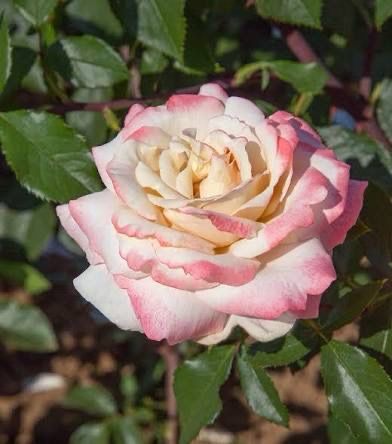 Rose “Pinkerbelle” Grade 1, On Multiflora
