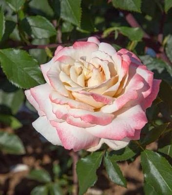 Rose “Pinkerbelle” Grade 1, On Multiflora Rose “Pinkerbelle” Grade 1, On Multiflora