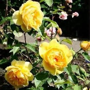 Rose “Lion’s International” Grade 1, On Multiflora Rose “Lion’s International” Grade 1, On Multiflora