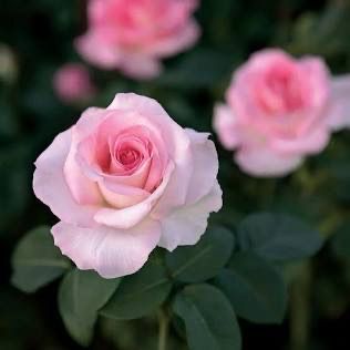 Rose “Pink Promise” Grade 1, On Multiflora