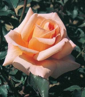 Rose “Special Occasion” Grade 1, On Multiflora