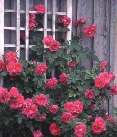 Rose “Felix Leclerc Climber” Grade 1, On Multiflora