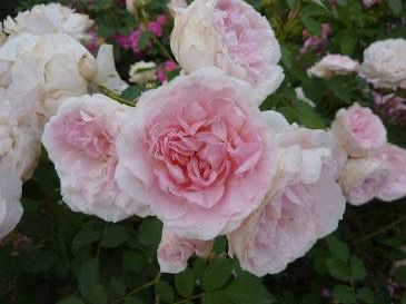 Rose “Morden Blush”
