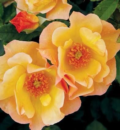 Rose “Morden Sunrise” Grade 1, On Multiflora