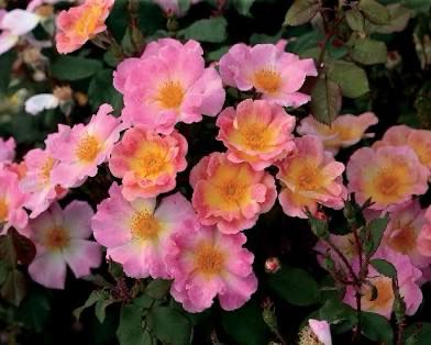 Rose “Watercolor Home Run” Grade 1, On Multiflora Rose “Watercolor Home Run” Grade 1, On Multiflora