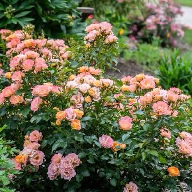 Rose “Peach Drift” Grade 1, On Multiflora