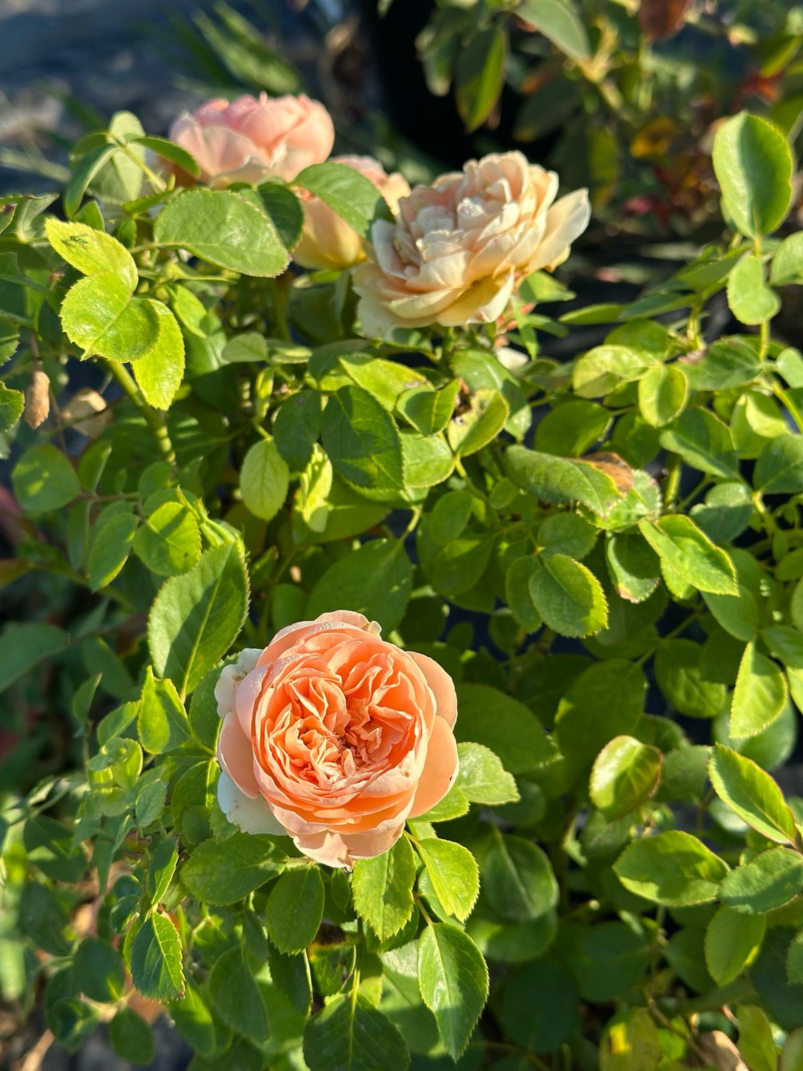 Jalbert Rose “Double Ambre” Grade 1, Bare Root, On Multiflora Rootstock