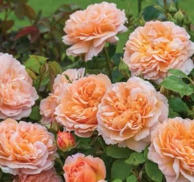 David Austin Rose “Lady Gardener” Grade 1, On Multiflora