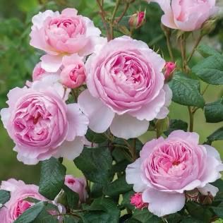 David Austin Rose “The Ancient Mariner” Grade 1, On Multiflora