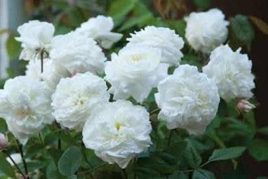 David Austin “Susan William Ellis” Grade 1, On Multiflora