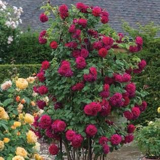 David Austin Rose “Tess Of D’Ubervilles” Grade 1, On Multiflora