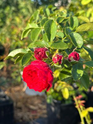 In Stock 3 Gallon Potted Rose “Florentina”