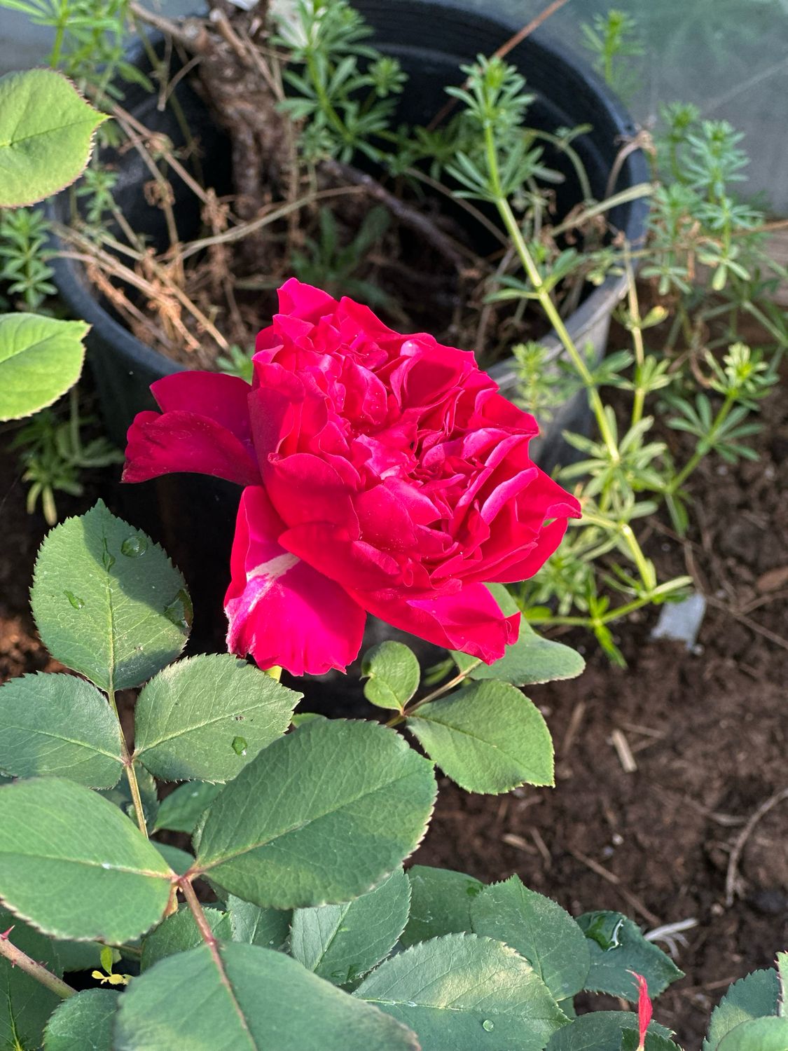 New Rose! “Love At First Sight” Grade 1 Bare Root On Multiflora