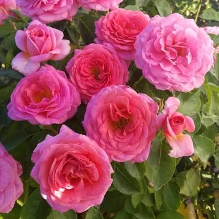 New Rose! “Time After Time” Bare Root On Multiflora