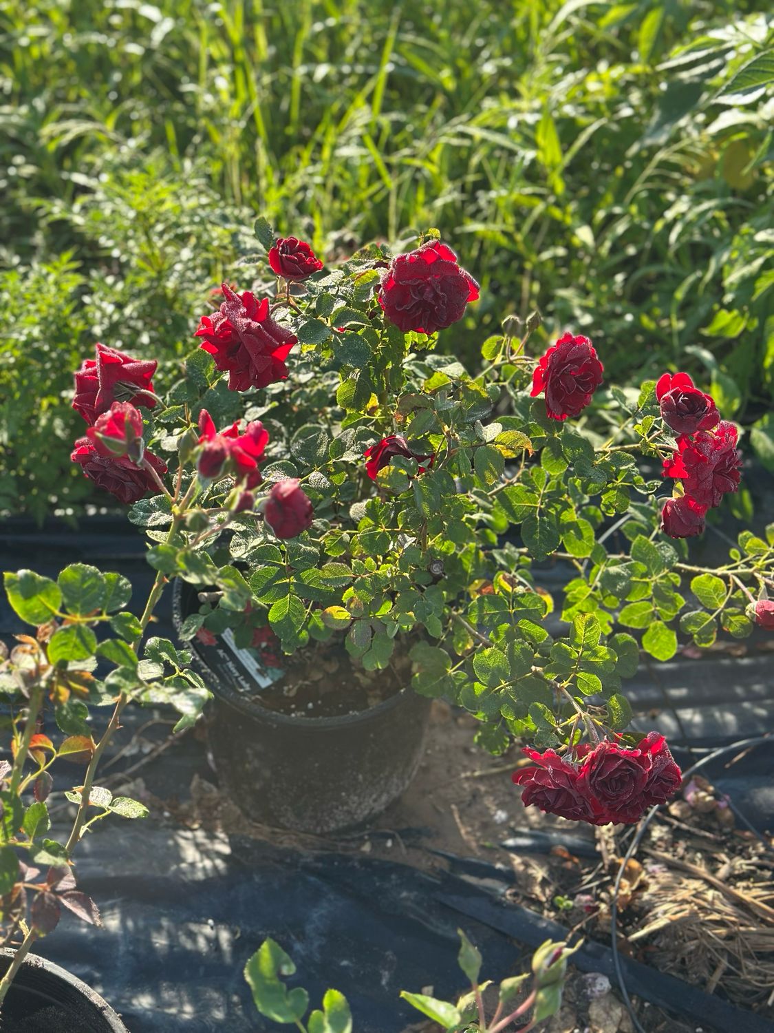 In Stock Rose “AC Navy” 3 Gallon Potted